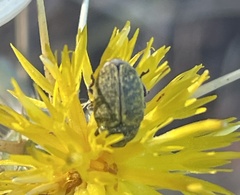 Larinus curtus