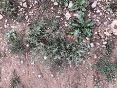 Erigeron rybius