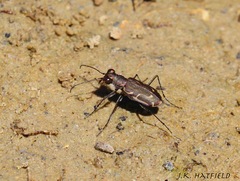 Cicindela tenuisignata