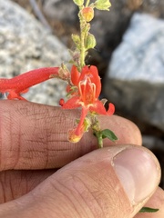 Penstemon rostriflorus
