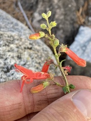 Penstemon rostriflorus