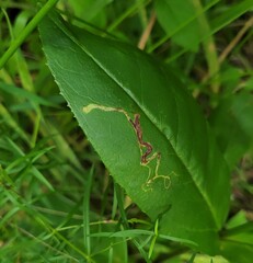 Phytomyza penstemonis