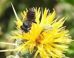 Megachile apicalis