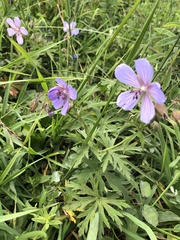 Geranium pseudosibiricum