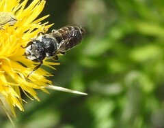 Megachile apicalis