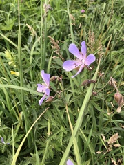 Geranium pseudosibiricum