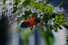 Melanopleurus belfragei