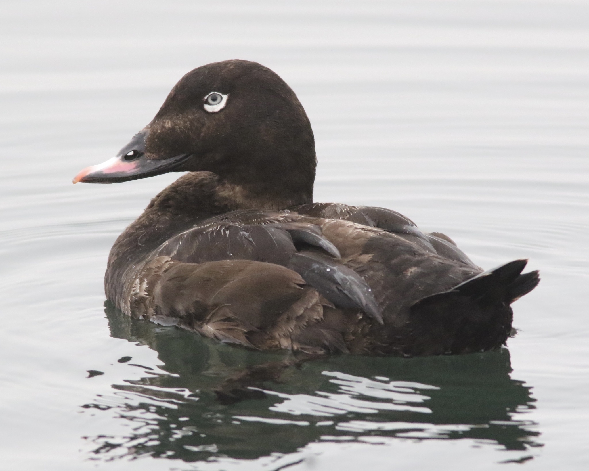 White-winged Scoter (Melanitta deglandi)