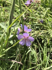 Geranium pseudosibiricum