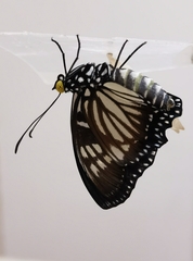 Euripus nyctelius