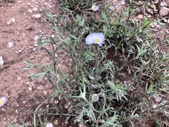 Erigeron rybius