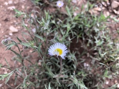 Erigeron rybius