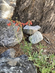 Penstemon rostriflorus