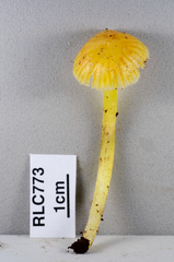 Hygrocybe occidentalis