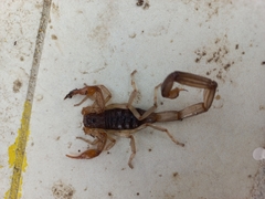 Centruroides margaritatus