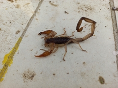 Centruroides margaritatus