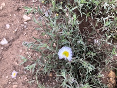 Erigeron rybius