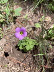 Oxalis metcalfei