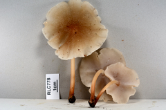 Filoboletus gracilis
