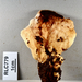 Lamelloporus americanus - Photo (c) Bitty A. Roy, some rights reserved (CC BY-NC), uploaded by Bitty A. Roy