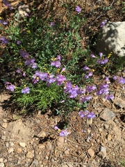 Penstemon azureus