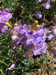 Penstemon azureus