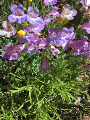 Penstemon azureus