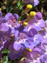 Penstemon azureus