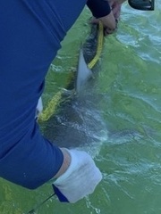 Carcharhinus plumbeus