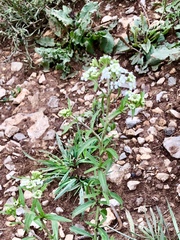 Lepidium montanum
