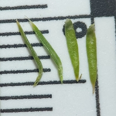 Spinulum annotinum alpestre