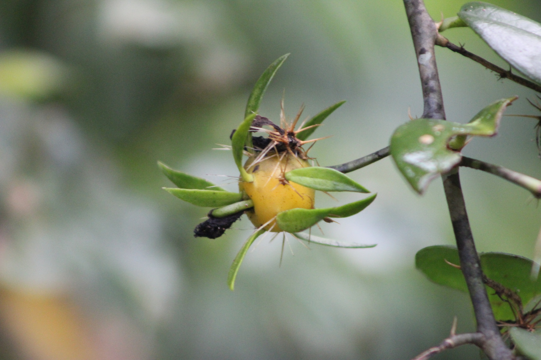 Pereskia aculeata