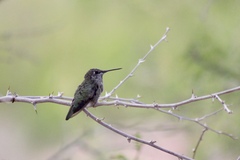 Selasphorus calliope