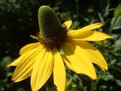 Rudbeckia californica