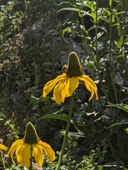 Rudbeckia californica