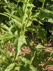 Rudbeckia californica