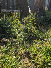 Rudbeckia californica