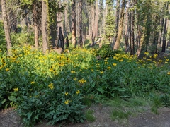 Rudbeckia californica