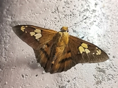 Nascus phocus