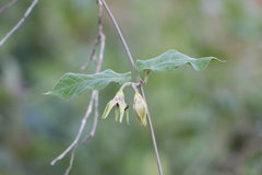 Oxypetalum