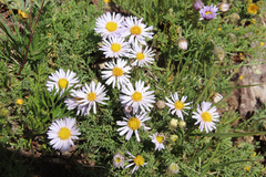 Erigeron pinnatisectus