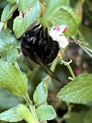 Xylocopa tabaniformis