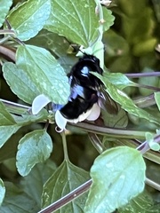 Xylocopa tabaniformis