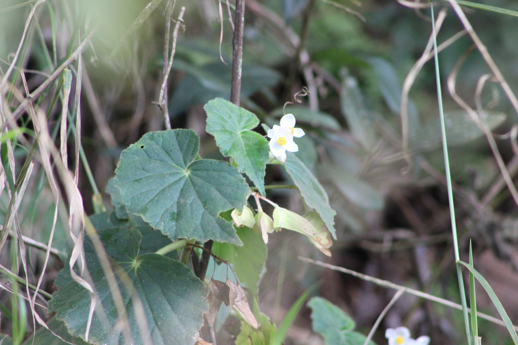 Begonia perdusenii