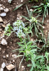 Lepidium montanum