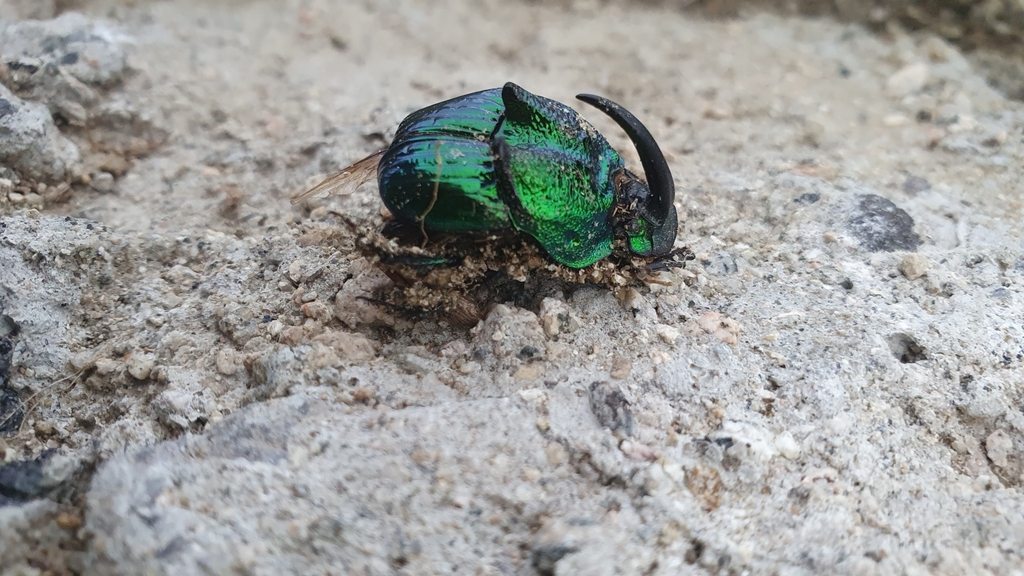 Phanaeus obliquans