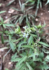 Lepidium montanum
