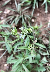 Lepidium montanum