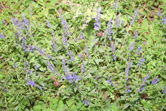 Salvia helianthemifolia