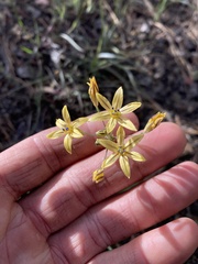 Triteleia ixioides anilina